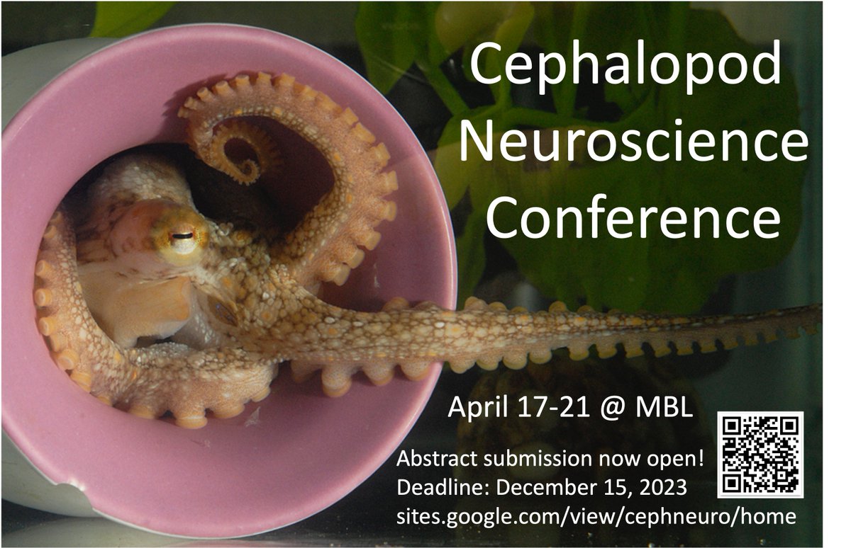 Just 10 days left to submit abstracts, requests for financial support, and applications for hands-on workshops at the first ever Cephalopod Neuroscience Conference <a href="/MBLScience/">Marine Biological Laboratory (MBL)</a>! Due date December 15, 2023.
sites.google.com/view/cephneuro…