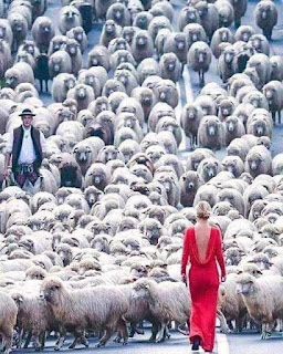 viaggrego's tweet photo. "SONO #POCHI, SONO #ERETICI, SONO #GUERRIERI" ... #SCAMPATI ALLA #MANIPOLAZIONE COLLETTIVA DA #COVID ! https://t.co/IS7cnYvr6T https://t.co/IJeORb4w2B