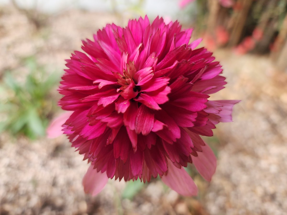 추위에도 홀로 핀 꽃