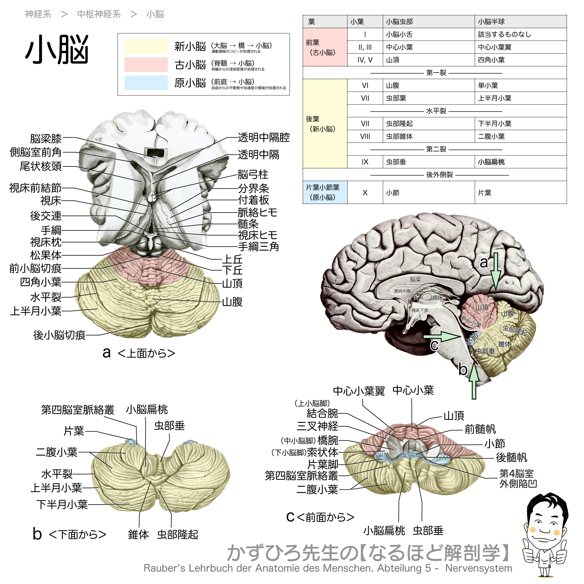 黒澤一弘(かずひろ)解剖学IT教育・指圧師・ラダック on X 黒澤一弘(かずひろ)解剖学IT教育・指圧師・ラダック on X