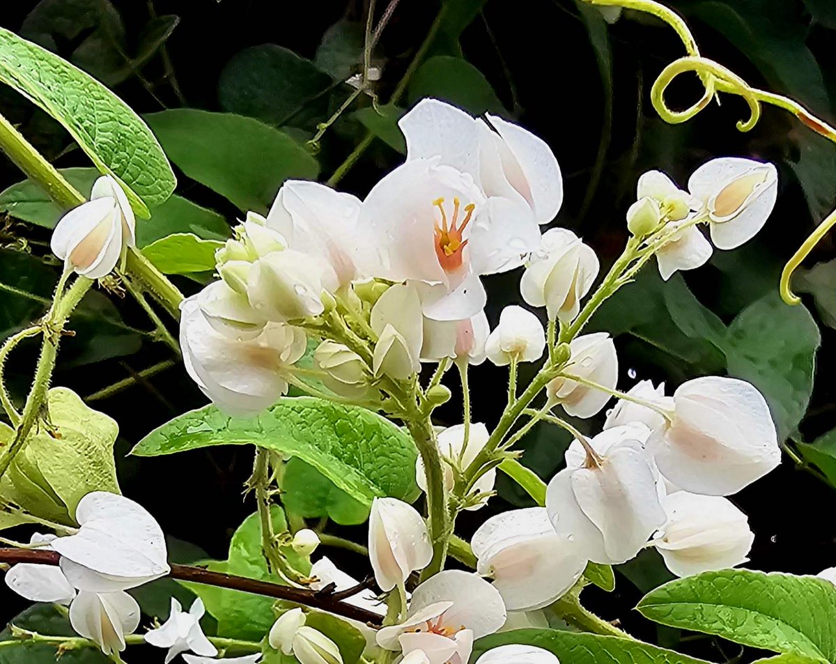 dreamyardflower's tweet photo. Antigonon leptopus is a perennial vine with many common names like "Mexican creeper", "Coral vine", "queen's wreath", "bride's tears", and "chain-of-love".
#Flowers #Antigononleptopus #Mexicancreeper #chainoflove #coralvine #dreamyardflowers #DYF https://t.co/SZyJvLE9D2