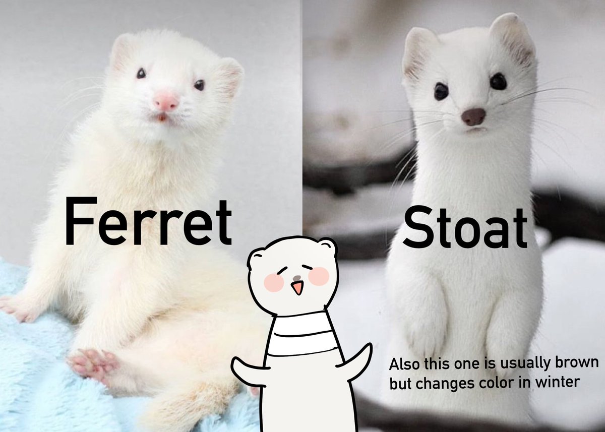 Ermine Ferret Difference