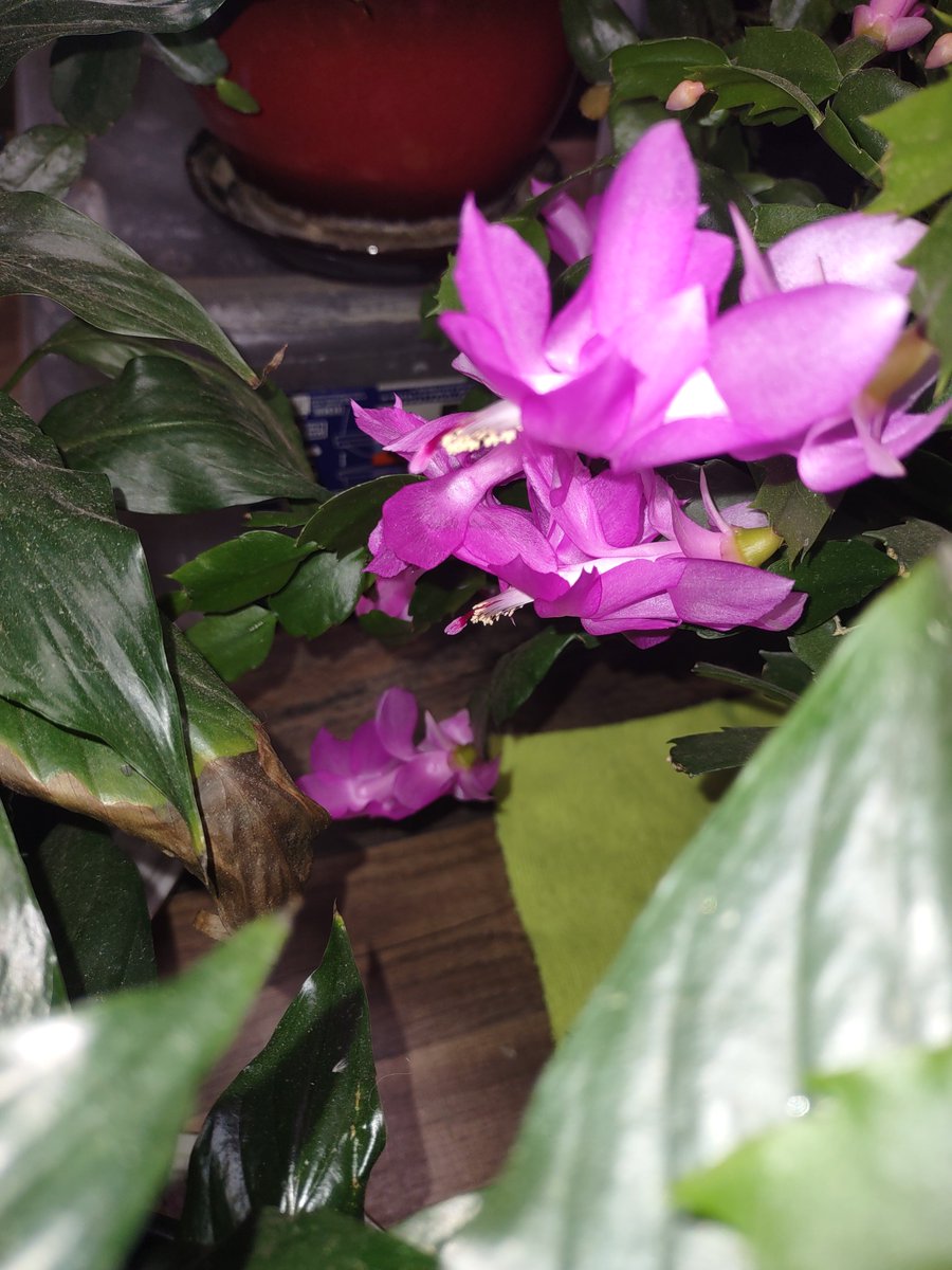 Pinky and the Brain doing their thing love my holiday cactus...excited to see our Easter cactus this year. 
#gardeningistherapy