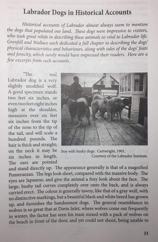 LHusky2023's tweet photo. Them Days Magazine
Vol. 32 (No. 4) 2008
#LabradorHuskies In Historical Accounts
Photos from 1901 
Three years prior these dogs such as these were shipped to #Dawson, the #Yukon and #Alaska for the #GoldRush https://t.co/rbspbn3D8t
