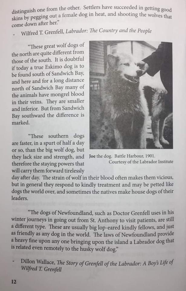 LHusky2023's tweet photo. Them Days Magazine
Vol. 32 (No. 4) 2008
#LabradorHuskies In Historical Accounts
Photos from 1901 
Three years prior these dogs such as these were shipped to #Dawson, the #Yukon and #Alaska for the #GoldRush https://t.co/rbspbn3D8t
