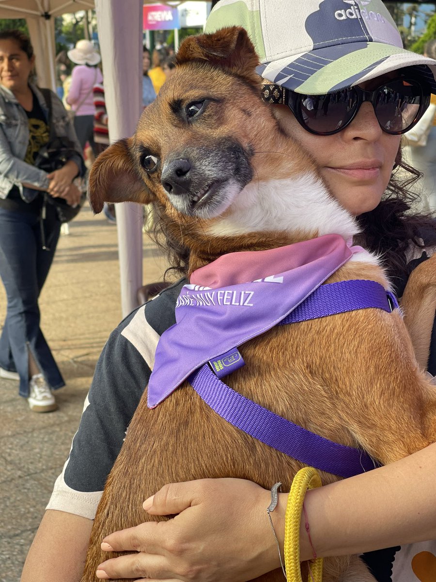 FundacionRayit0's tweet photo. Hola amigos, ayer fue la #Adoptatón2023 lamentablemente ninguno de los 3 rescatados que llevamos encontró casa💔😭 nos da mucha pena ya que realizamos millones de acciones de publicidad pero hubo mucha gente externa que llevaron 🐶🐱 dejándolos sin oportunidad a los nuestros. https://t.co/FgykfQW3gk