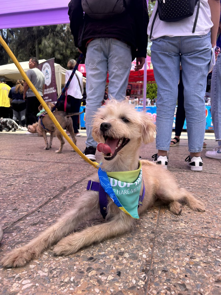 FundacionRayit0's tweet photo. Hola amigos, ayer fue la #Adoptatón2023 lamentablemente ninguno de los 3 rescatados que llevamos encontró casa💔😭 nos da mucha pena ya que realizamos millones de acciones de publicidad pero hubo mucha gente externa que llevaron 🐶🐱 dejándolos sin oportunidad a los nuestros. https://t.co/FgykfQW3gk