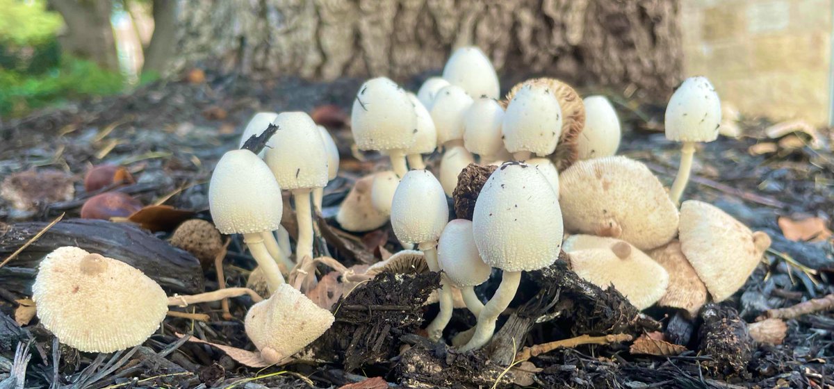 rookriveraa_'s tweet photo. #MushroomMonday https://t.co/DyvmPJbE7x