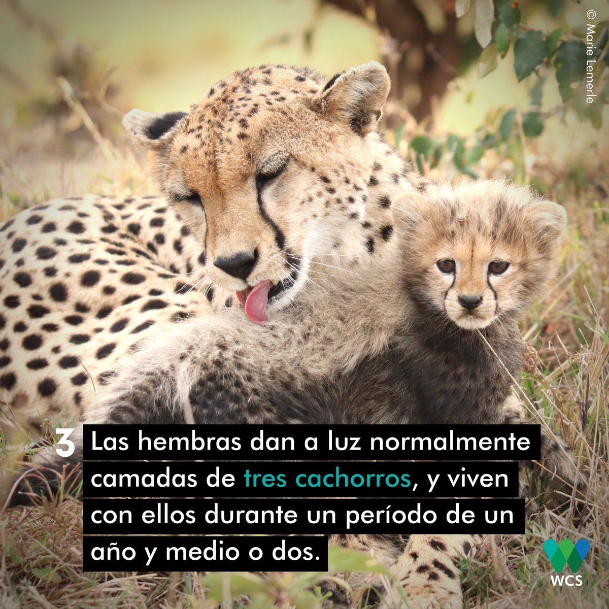 WCSEcuador's tweet photo. #DíaMundialdelGuepardo | Hoy, te contamos que los #Guepardos están en peligro debido a la pérdida de su hábitat, el conflicto gente-fauna, la sobrecaza de las especies de las que se alimenta y la cacería furtiva.
Conoce más sobre este veloz felino ➡️https://t.co/JA5DIgHBn0
🖐️💚💙 https://t.co/zHefxf1sRd