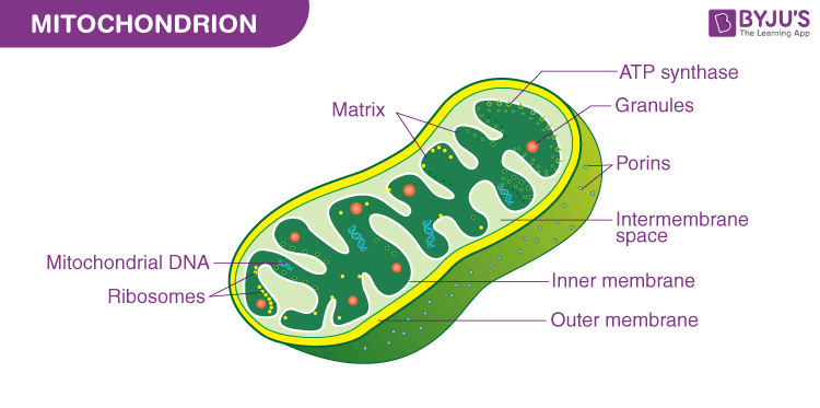 Mitochondria are the powerhouse of the cell! But at one point, they were likely an independent organism. These early mitochondria may have been parasites that took up residence in eukaryotic cells and consumed resources within these cells to aid its own reproduction. But as…