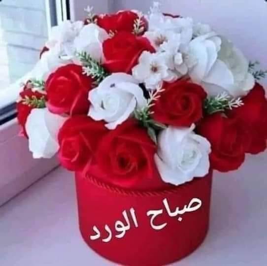 الصقر الذهبي (@alshrqawyshakr) on Twitter photo 