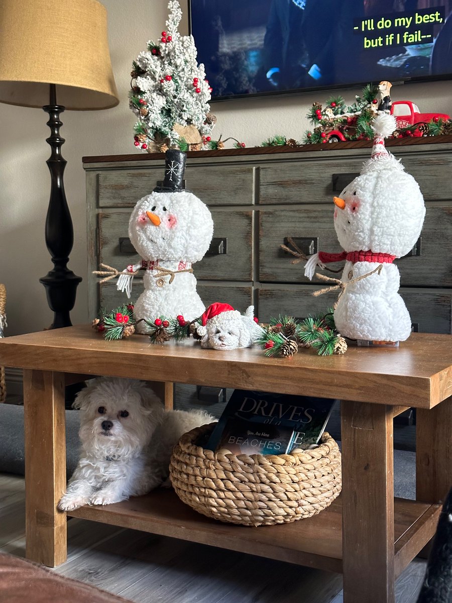 Cocopuff is part of the Xmas decorations!