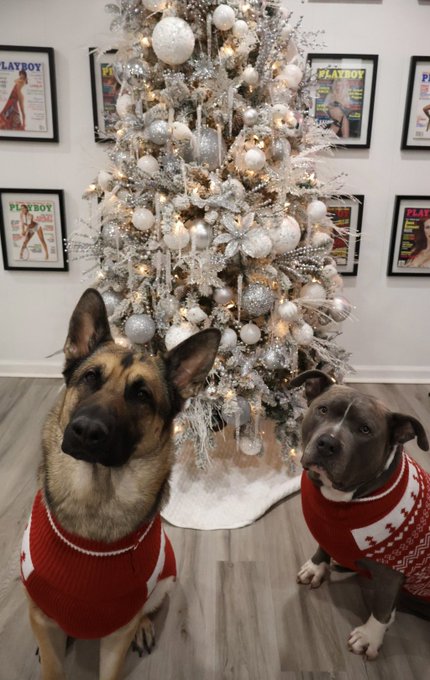 Just some puppies in some Xmas sweaters https://t.co/zLxq8Ga3MM