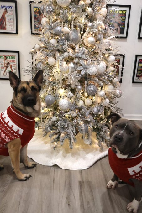 Just some puppies in some Xmas sweaters https://t.co/zLxq8Ga3MM