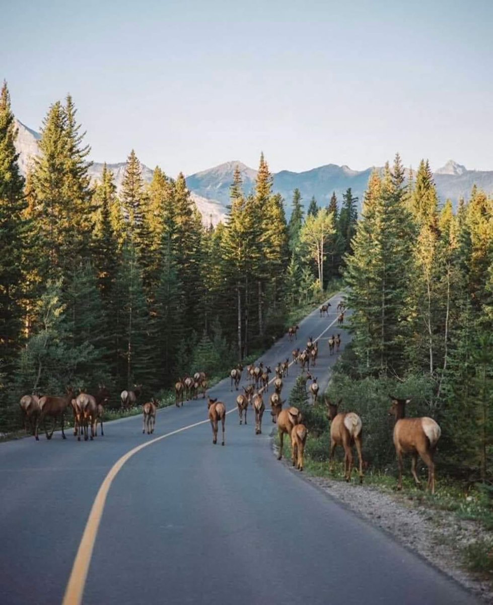 Rush-hour in #Banff, #Canada is a sight to see! Those deers sure know how to assert their rights! #TravelCanada #ExploreCanada