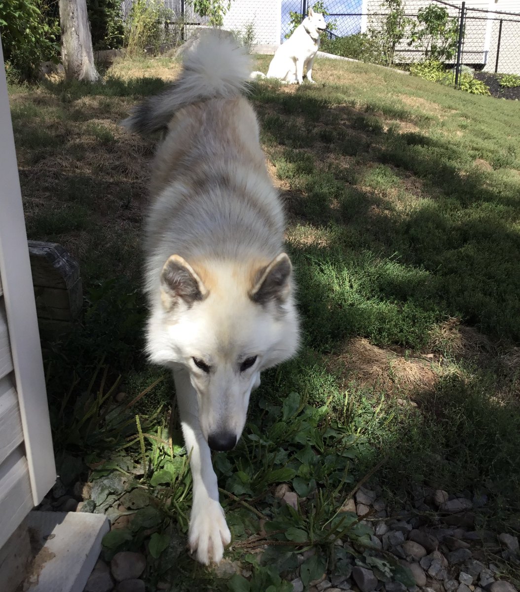 LHusky2023's tweet photo. R…E…S…E…A…R…C…H…is daunting some days BUT when you are trying to save a breed of #husky from #extinction, it’s necessary 🐺 💚🩵🤍🩵💚🐺 The #LabradorHusky is NOT a Labrador dog bred with a #Husky but an #InuitDog bred back into it's #Wolf ancestry via the #LabradorWolf https://t.co/2e1yWc25AV