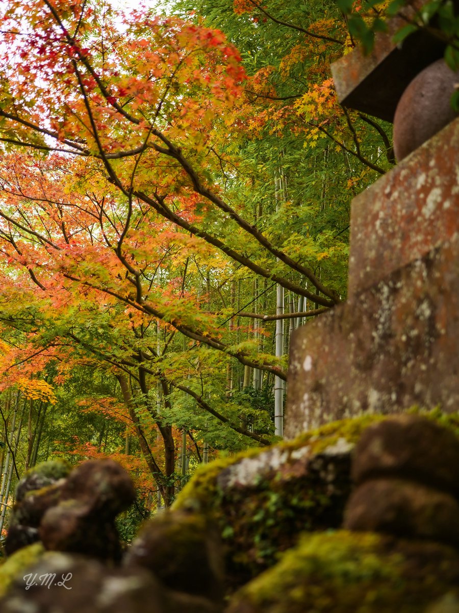 『色づき始め🍁』

#LUMIXG9
#紅葉
#報国寺🎋
#ファインダー越しの私の世界
#カメラ好きな人と繫がりたい 
#写真好きな人と繋がりたい