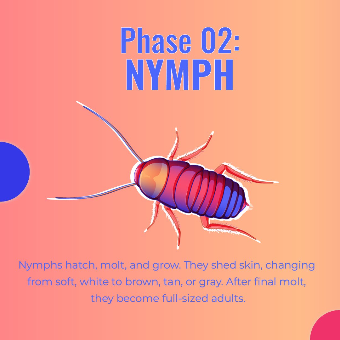 IpestM's tweet image. There are 3 stages in a cockroach’s life cycle!🪳

Understanding this can help you spot infestations before they grow into a serious problem!🧐

If you think you have an infestation on your hands, do contact us and we will be in touch!📞😄

#PestFreeLiving #CockroachControl