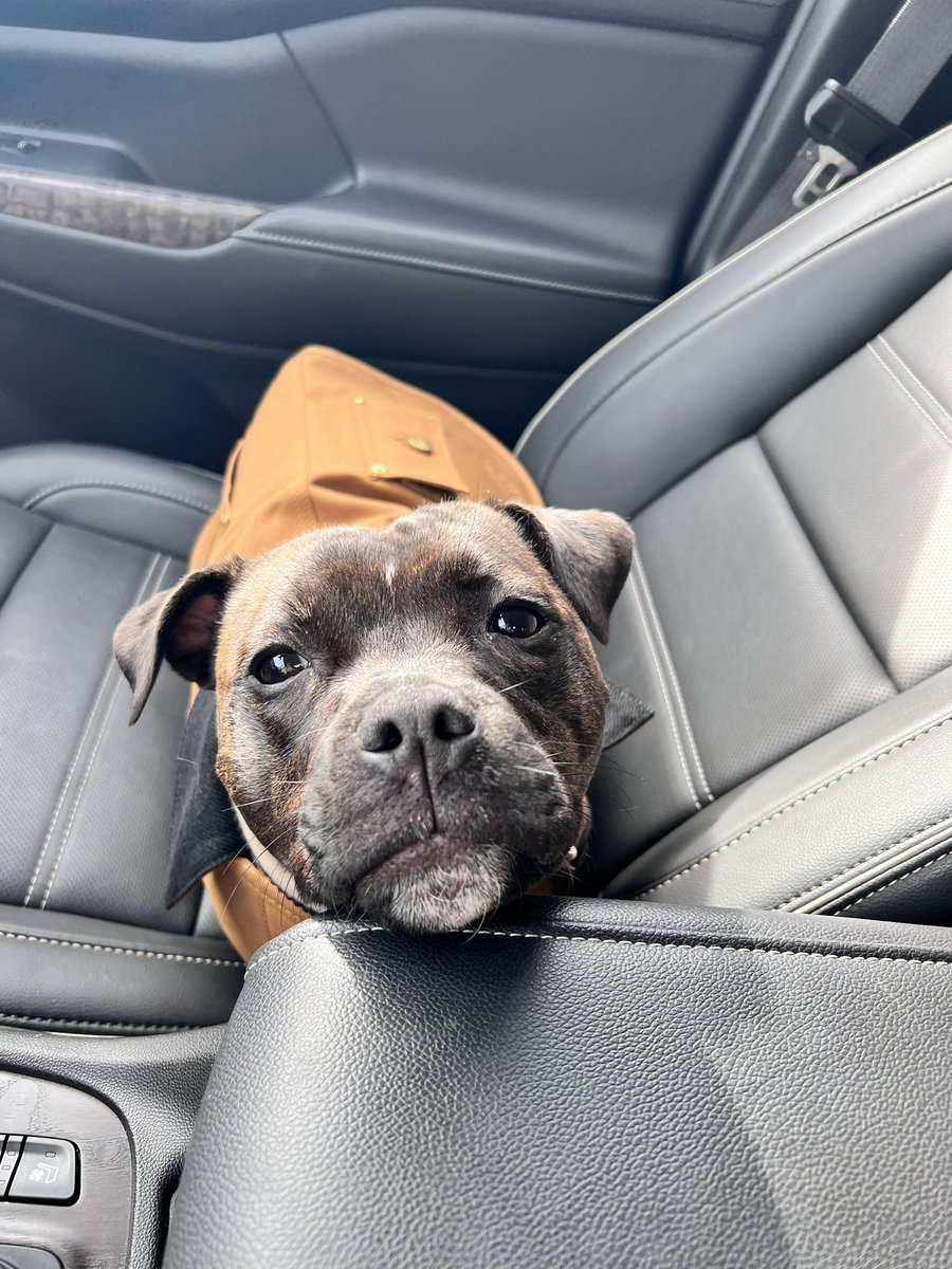 I love this dog and she loves me