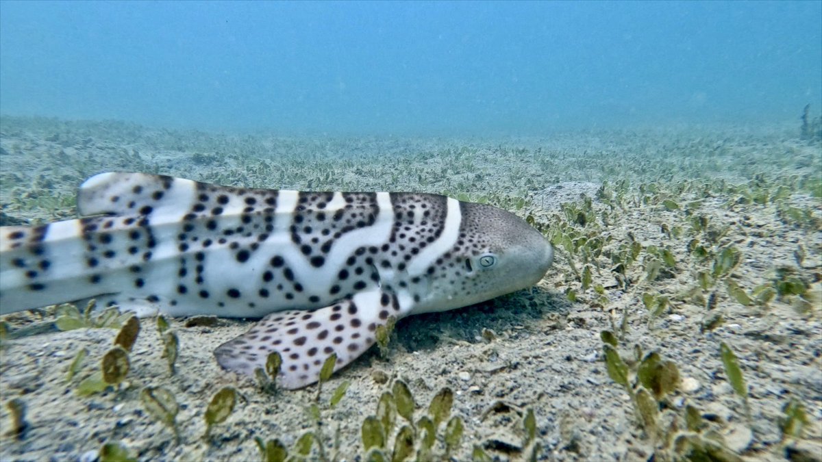 Lab. of Marine Biology and Ecology (@laboratory_and) on Twitter photo Eight juveniles were tagged and released last week. The monitoring begins! <a href="/ZebraSharkNC/">The Zebra Shark Project New Caledonia</a>, <a href="/OlivierCHATEAU5/">Olivier CHATEAU</a>, <a href="/HLassauce/">Dr Hugo Lassauce</a>
Thanks to all our partners, especially MAC3 Impact Philanthropies, <a href="/ird_fr/">IRD.fr</a>, <a href="/ConservationOrg/">Conservation Intl</a>, <a href="/villenoumea/">Ville de Nouméa</a> and <a href="/ProvinceSud/">Province Sud</a>
📷 Bluegreen production NC Eight juveniles were tagged and released last week. The monitoring begins! <a href="/ZebraSharkNC/">The Zebra Shark Project New Caledonia</a>, <a href="/OlivierCHATEAU5/">Olivier CHATEAU</a>, <a href="/HLassauce/">Dr Hugo Lassauce</a>
Thanks to all our partners, especially MAC3 Impact Philanthropies, <a href="/ird_fr/">IRD.fr</a>, <a href="/ConservationOrg/">Conservation Intl</a>, <a href="/villenoumea/">Ville de Nouméa</a> and <a href="/ProvinceSud/">Province Sud</a>
📷 Bluegreen production NC