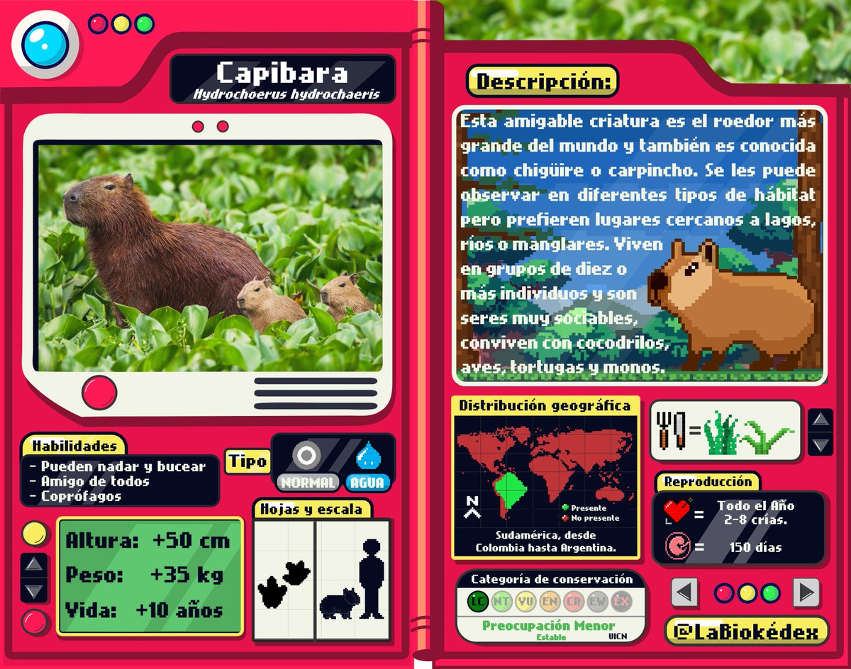 LaBiokedex's tweet photo. Capibara o Chigüire 📷Esta amistosa criatura es el roedor más grande del mundo y se distribuye en Sudamérica. Se le puede observar en diferentes tipos de hábitat, pero prefieren lugares cercanos a cuerpos de agua. https://t.co/pr2ijpwcRB