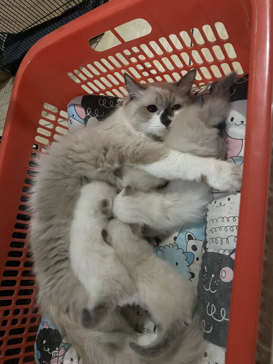 Zashika Ijes tweet media