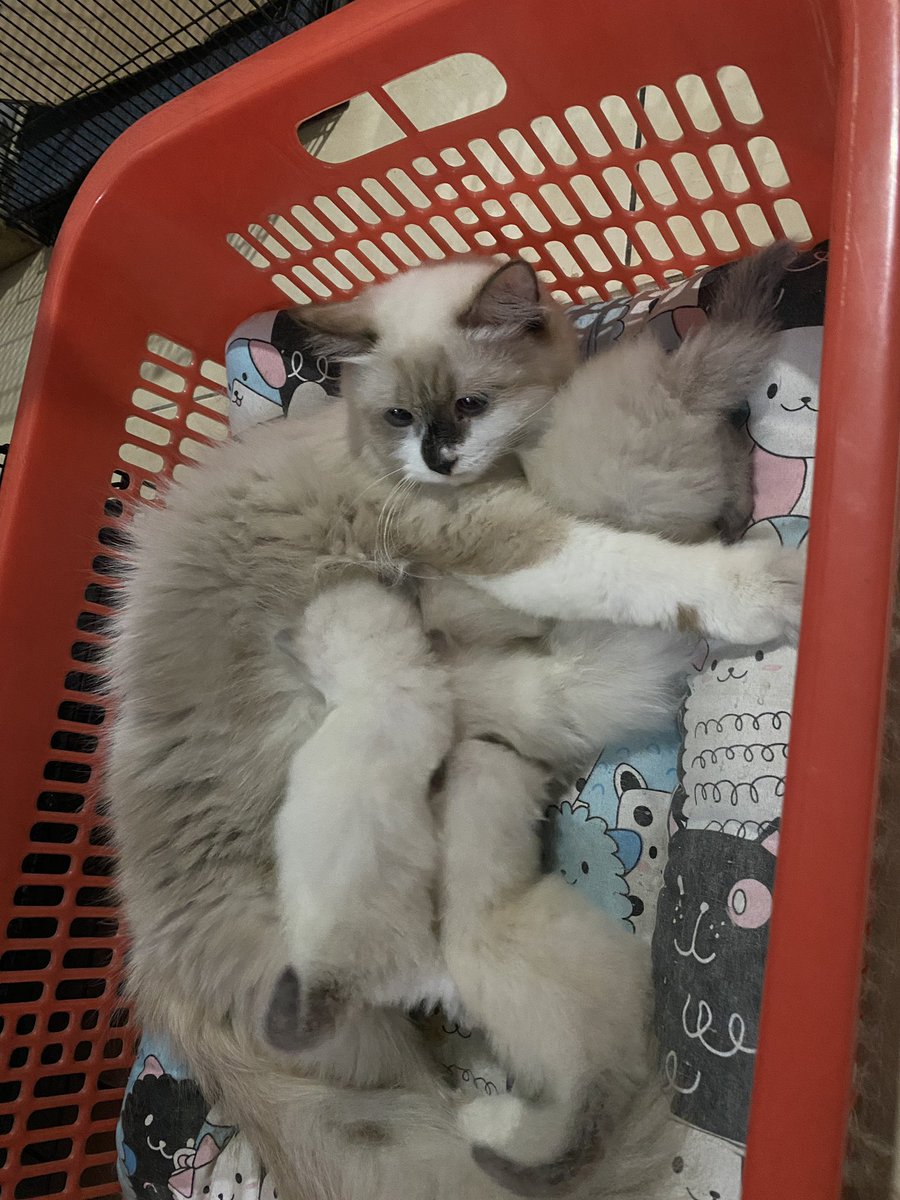 Zashika Ijes tweet media