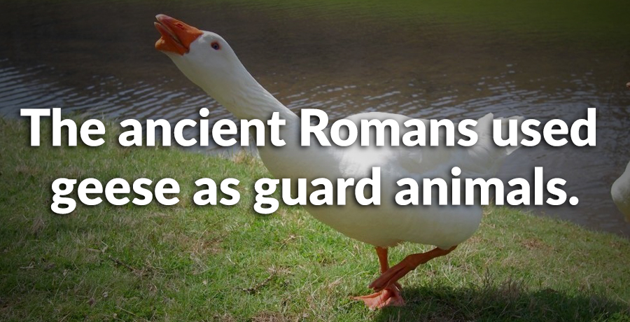 Factinate tweet media