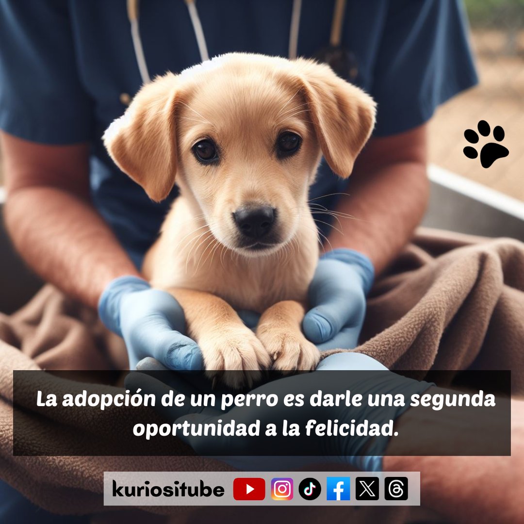kuriositube's tweet photo. 🐾🏡 "La adopción de un perro es darle una segunda   oportunidad a la felicidad." 🐶💖 Al abrir tu corazón y hogar a un amigo peludo, no   solo cambias su vida, sino que también encuentras alegría inigualable.  🌟❤️#perros   #doglovers #mascotas #amorperros #AdoptaNoCompres #dog https://t.co/OSfJ97hpSx
