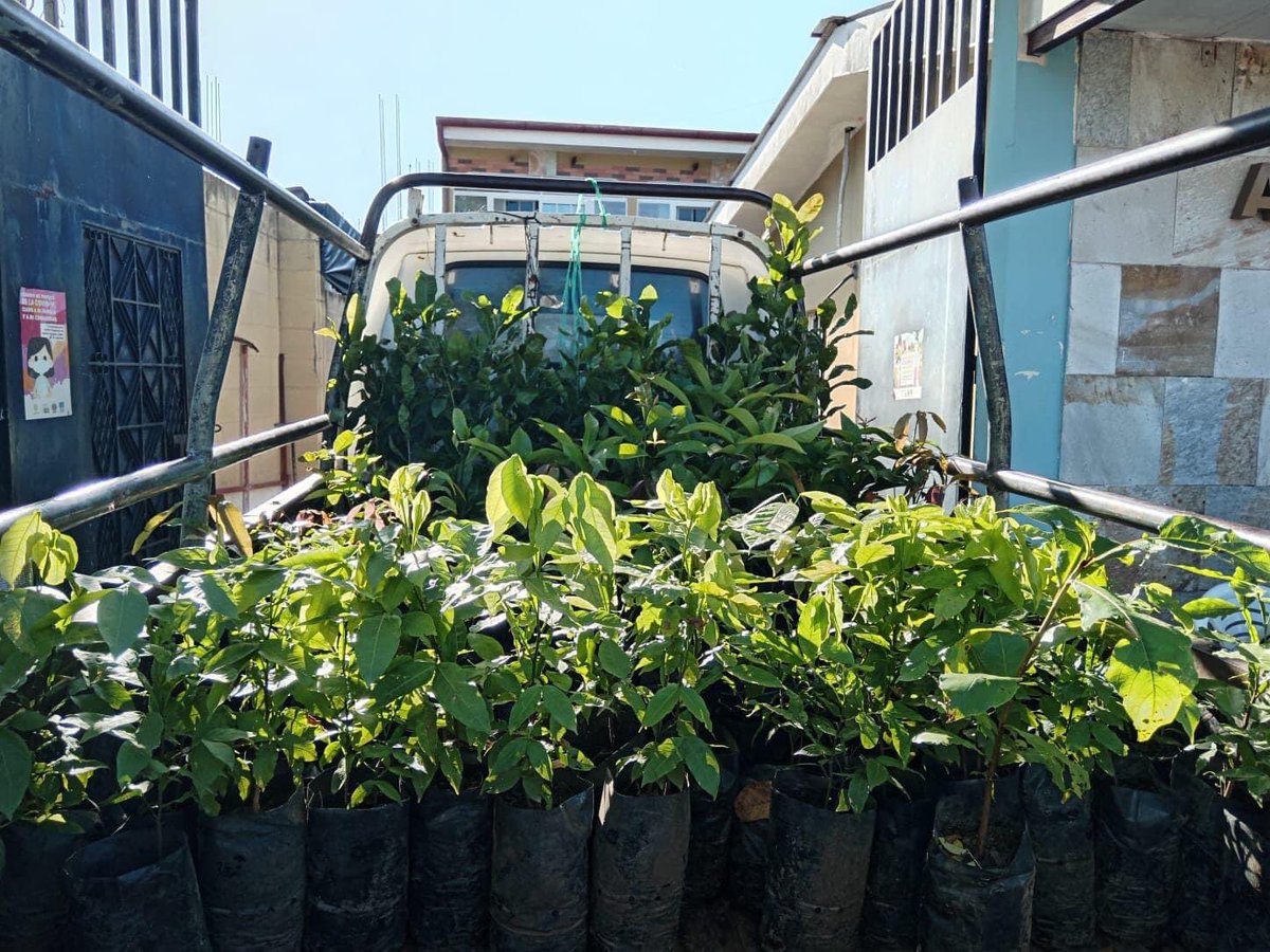 JNI_SanMiguel's tweet photo. Junto a nuestras estructuras de juventud de Carolina y Uluazapa activamos nuestro #ModoCyan, regalamos árboles frutales a habitantes de sus distritos. Como ejército de jóvenes cyan sabemos que solamente juntos, hacemos la diferencia🙌🏻🧢 https://t.co/UcyRphXJzd