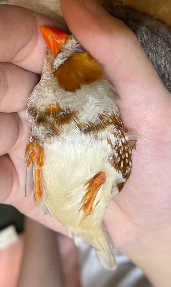__C_xxq_'s tweet photo. 最近のうちの鳥ちゃんです
かわいいですね。ぺろぺろしたい https://t.co/LHtFwqHLnj