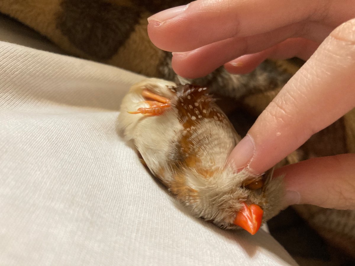 __C_xxq_'s tweet photo. 最近のうちの鳥ちゃんです
かわいいですね。ぺろぺろしたい https://t.co/LHtFwqHLnj