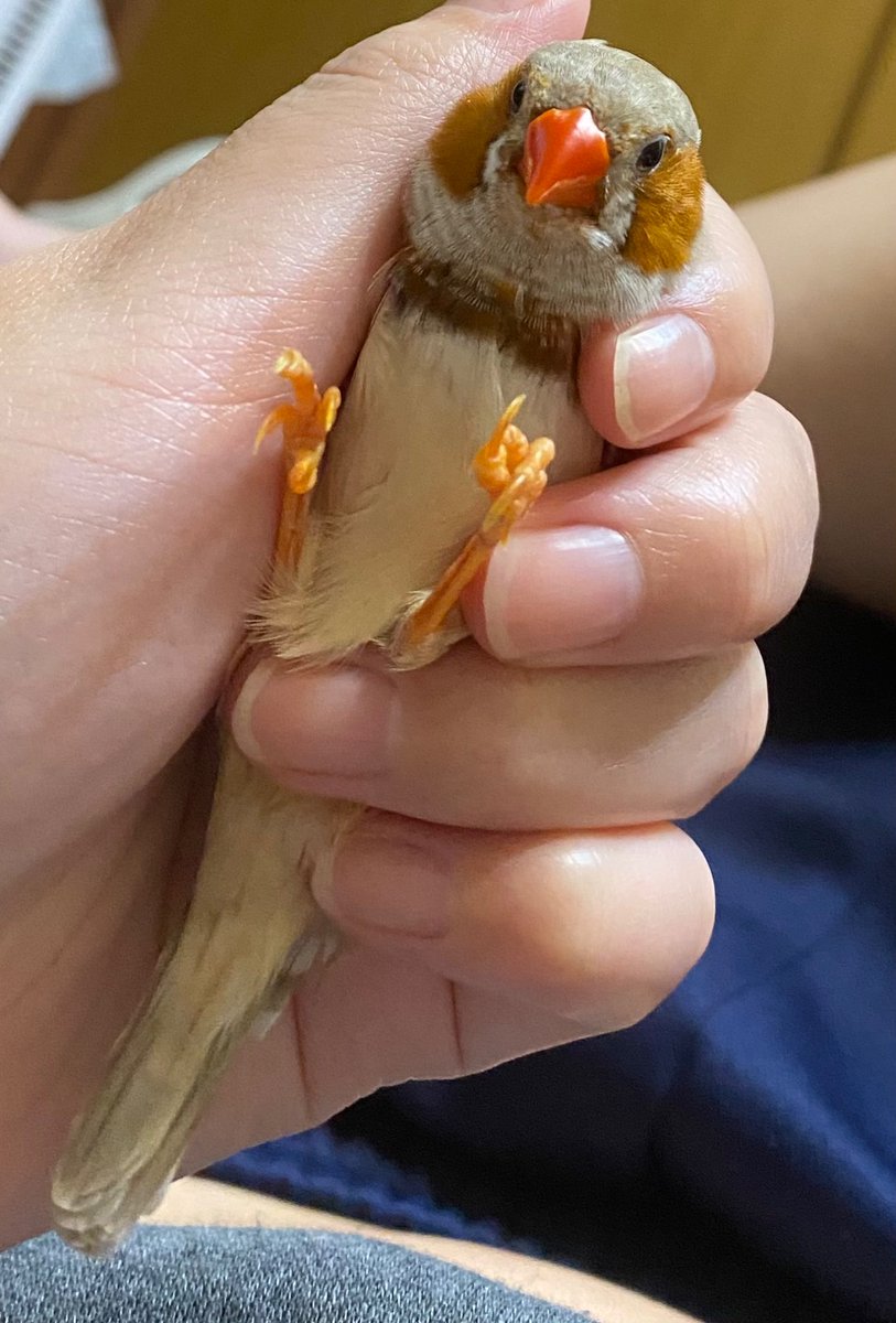 __C_xxq_'s tweet photo. 最近のうちの鳥ちゃんです
かわいいですね。ぺろぺろしたい https://t.co/LHtFwqHLnj