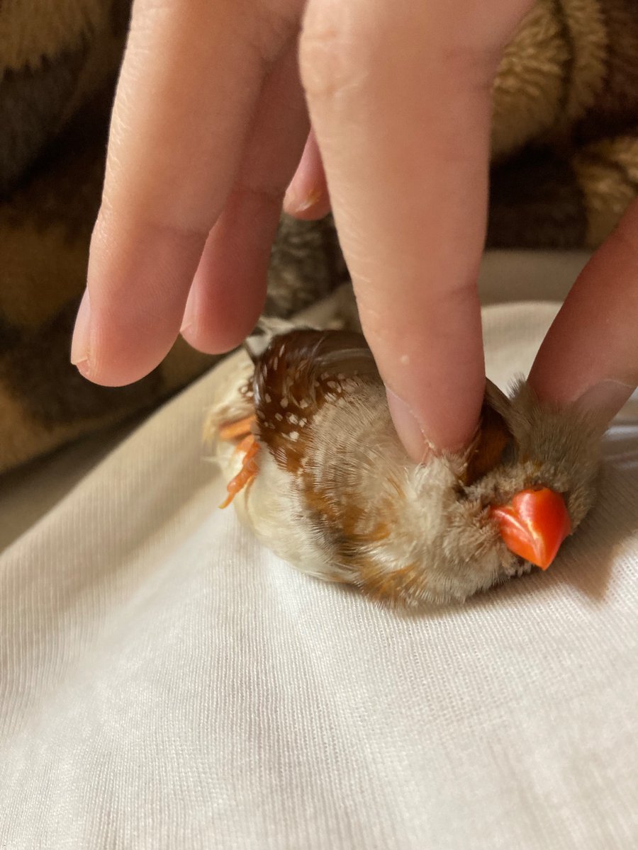 __C_xxq_'s tweet photo. 最近のうちの鳥ちゃんです
かわいいですね。ぺろぺろしたい https://t.co/LHtFwqHLnj
