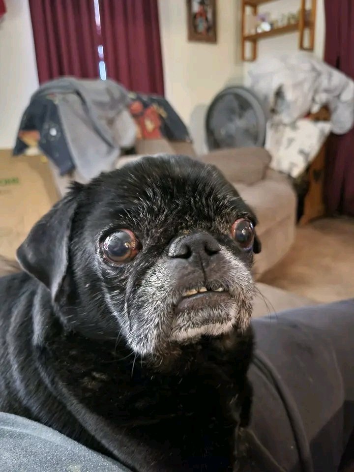 pugmafiya tweet media