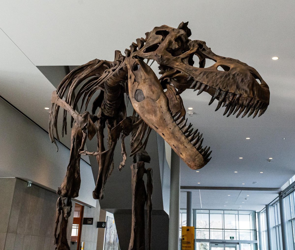 Albertosaurus skeleton at @RoyalAlberta Like its close relative Gorgosaurus, this species was a relatively long-legged tyrannosaurid, and was probably pretty quick for such a big animal #yeg #travelalberta #museum #fossils #dinosaurs #alberta #paleontology