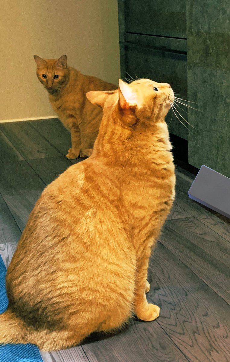 ゲーム見ながらくつろいでるごまちゃんと、
食器棚が開いてる隙に入り込もうとするごまちゃん🙀

わたし、まてまてまてー！
っていつも言うw
#猫のいる生活