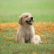 AavashAdhi2751's tweet photo. Another useful fact I learned is that adding any picture to a tweet makes it much much much more likely that someone will read it. Especially if it's just a cute picture of an animal or a really jarring one. #WhatIlearnedinWR60 https://t.co/NFTCv3tpIR