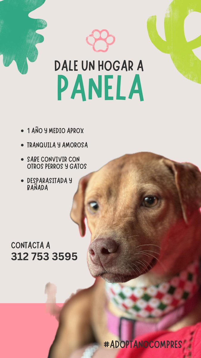 merluussaa's tweet photo. Amigos yo no voy a dejar que publicar esto hasta que le consiga un hogar a Panelita. YA TIENE NOMBRE https://t.co/E8AAgSVsve