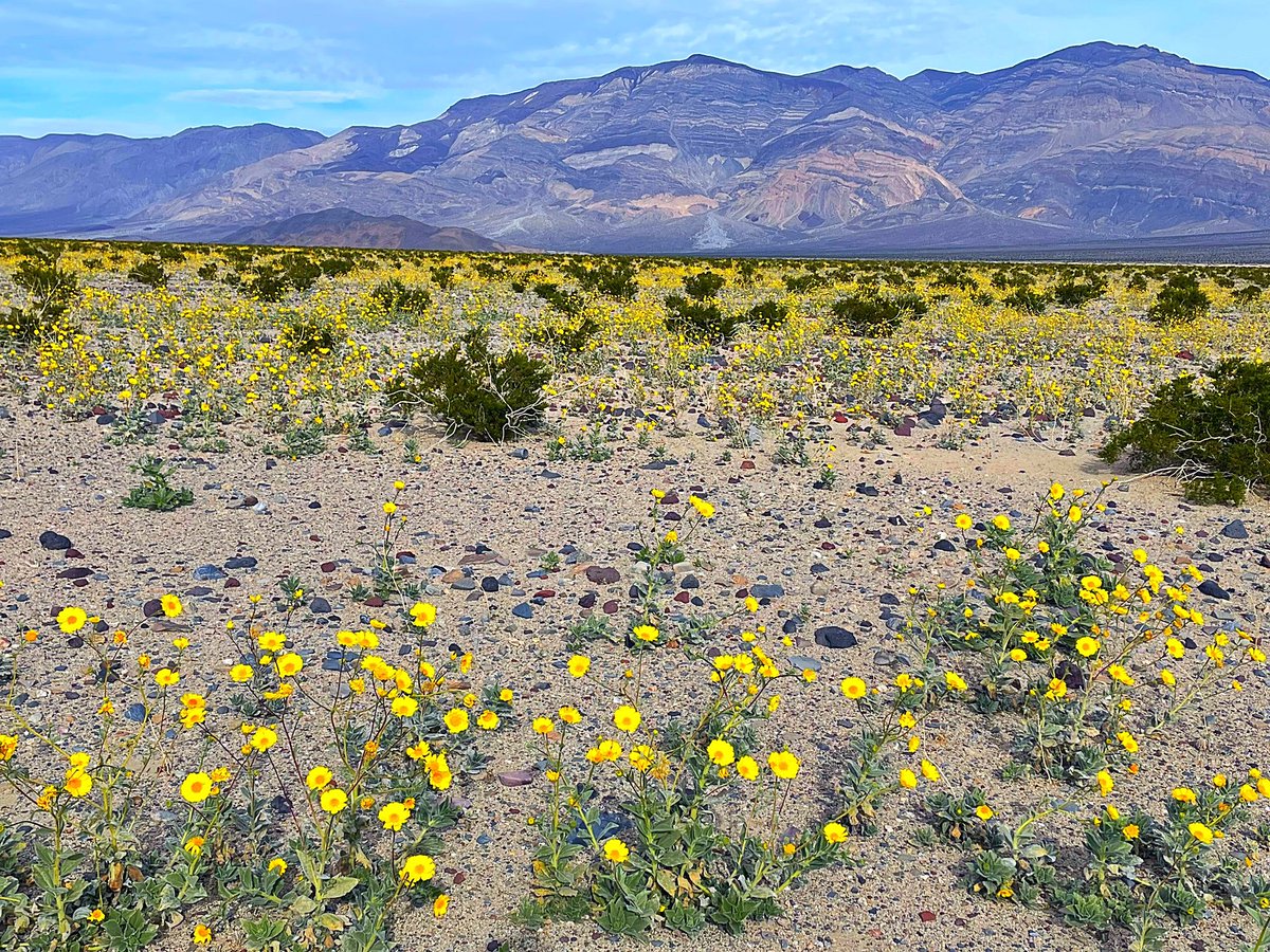 I am here to defend the desert. I am against bulldozers. It is this simple. To fight Climate Change impacts we must conserve these living biodiverse ecosystems: Panamint Valley #California #wildflower bloom in December!