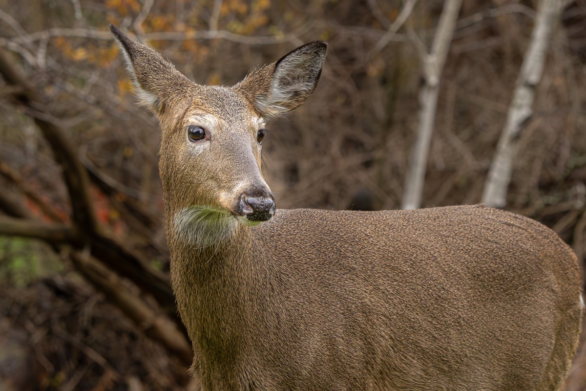 Last deer for the night.
#deer #fawn #wildlifephotography #NaturePhotography #photography #MammalMonday
