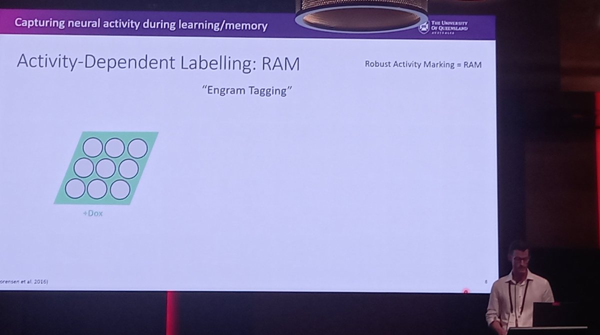 DehorterLab's tweet photo. Matt from @pankajqbi 's lab @QldBrainInst 
#ANS2023 @AusNeuroSoc presents exciting data on #engrams #Memory https://t.co/dnv0CaR09y