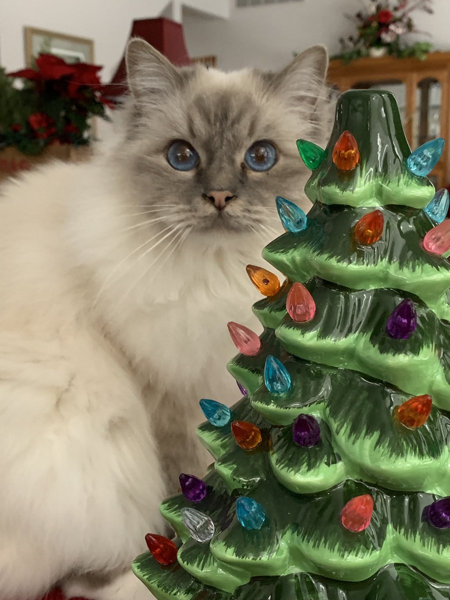 #PhotoChallenge2023December Day 4 #NationalCookieDay Mama is a great baker but don’t ask for Christmas cookies - she made so many growing up for her 3 brothers she just shudders
♥️😘Ari😘♥️ #Cats