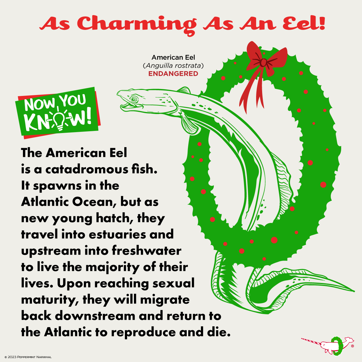 PepomintNarwhal's tweet photo. #Holiday #AsCharmingAsAnEel 
#NowYouKnow The #AmericanEel is #Catadromous

Shop Peppermint Narwhal: http://peppermintnarwhal.com2024 Animal Holiday Calendar, Gift Tags, Ornaments, Holiday Cards, Enamel Pins, &amp; more!

#Eel https://t.co/CJQgeyrgd1