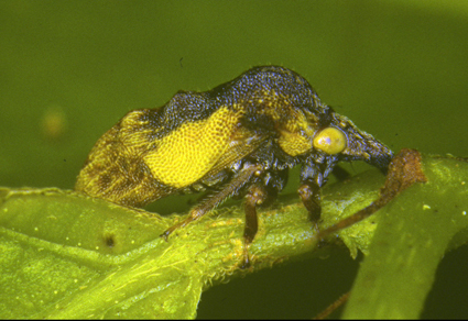 Zootaxa's tweet photo. Review of Cyphotes Burmeister, 1835 (#Hemiptera: Membracidae) with the description of a related new genus
--Illustrations, including genitalia images, new locality records and keys to genera and species are provided.
https://t.co/d5R5qLsFzB
#taxonomy #treehoppers https://t.co/kTdus3QHI1