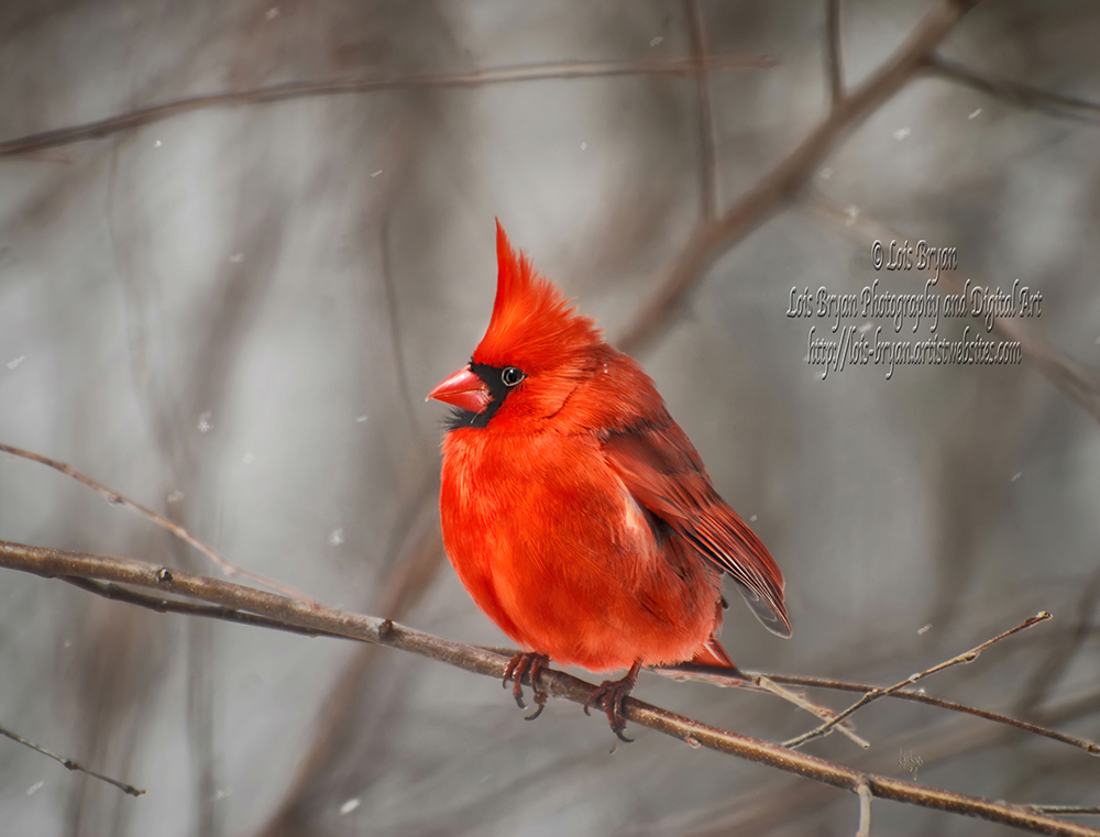 'Here Comes The Snow' … my newest … at my website

lois-bryan.pixels.com/featured/here-…

#art #photography #wildlife #wildlifephotography #nature #cardinals #malecardinals #birds #winter #snow #LoisBryan #NotAi