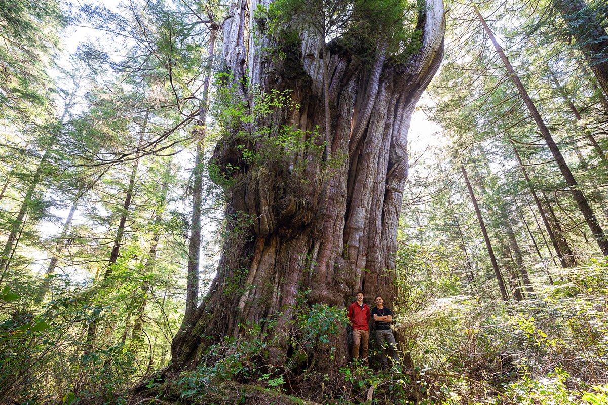 This massive #oldgrowth red cedar is located in Ahousaht territory in Clayoquot Sound, BC. Despite their importance, irreplaceable old growth forests continue to be logged. Over 1,100 people have been arrested trying to keep them standing.

Protect the Irreplaceable

@TJWattPhoto