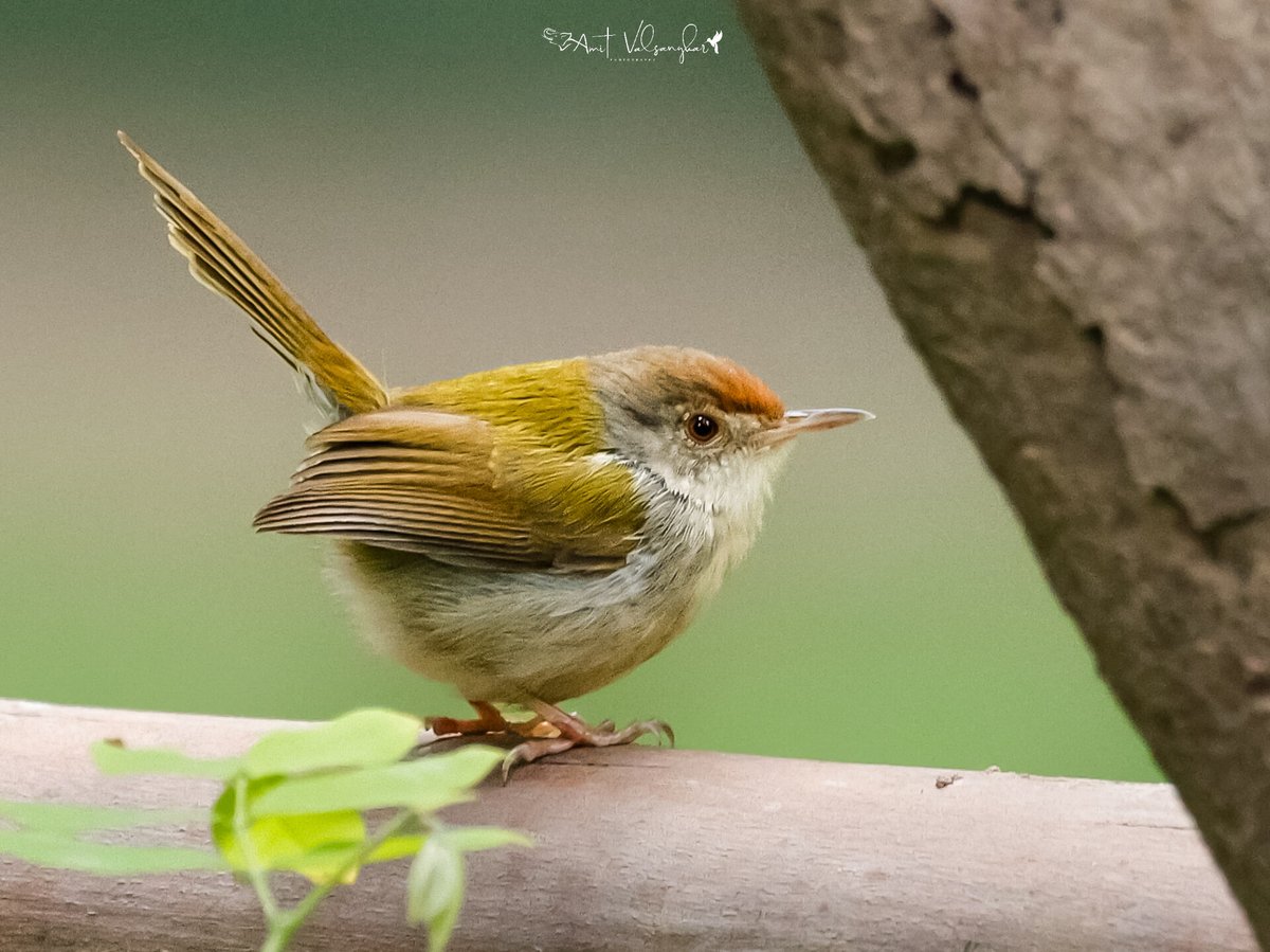 Tailor Bird 
#beauty #birds #earthcapture #birdphotography #BirdTwitter #IndianBirds #NaturePhotography #birdsofindia #BirdsSeenIn2023  #naturelover #natgeo #Canon #avibase #tailorbird #TwitterNatureCommunity #bestbirdshots #birdsportrait #mydailybird #IndiAves @ThePhotoHour