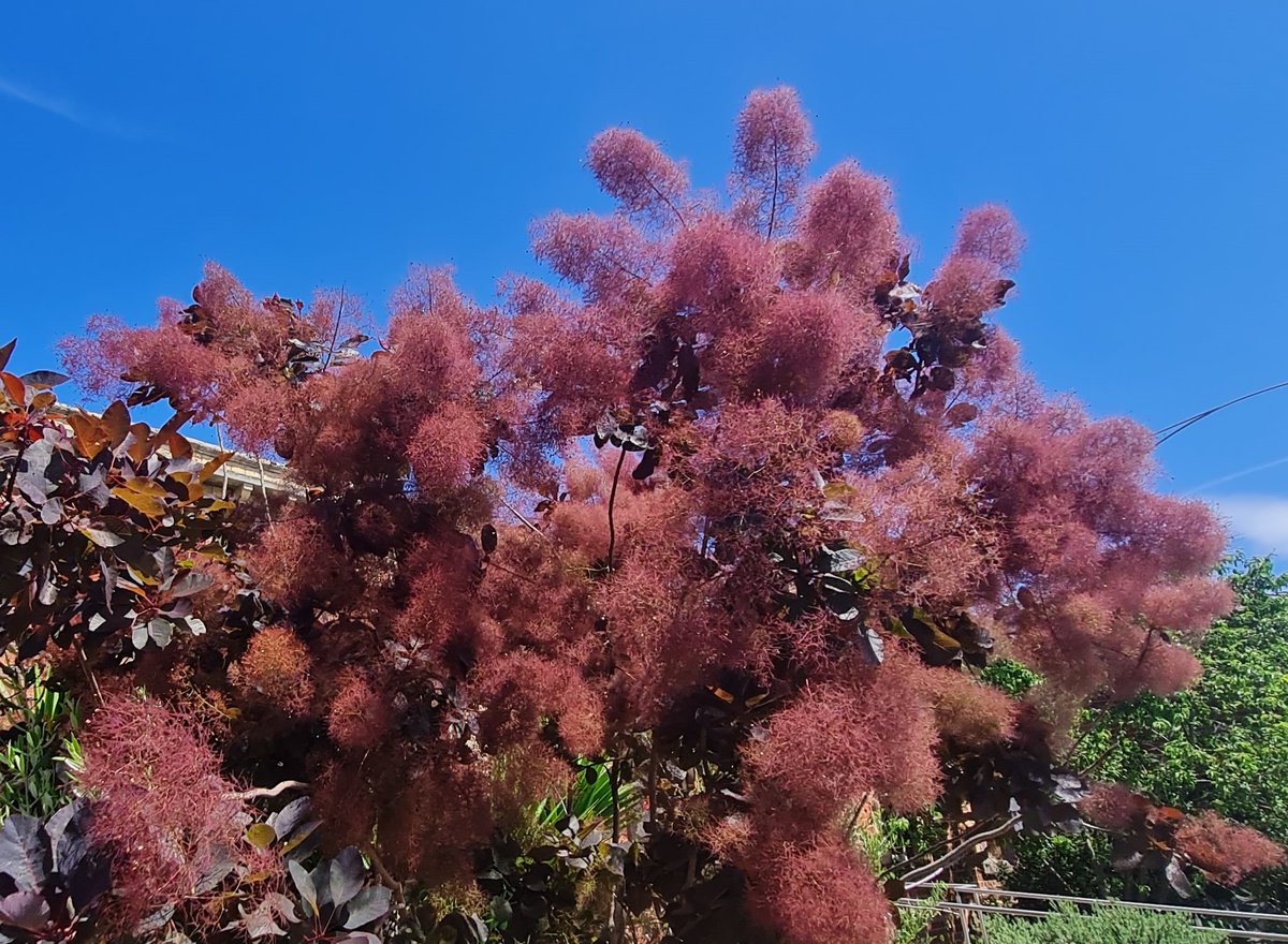 StuartWilliams_'s tweet photo. Smoke tree (Cotinus coggygria) from southern Europe and Asia, at Clunes Railway Station
#Cotinus #Anacardiaceae https://t.co/H5mhtUGosK