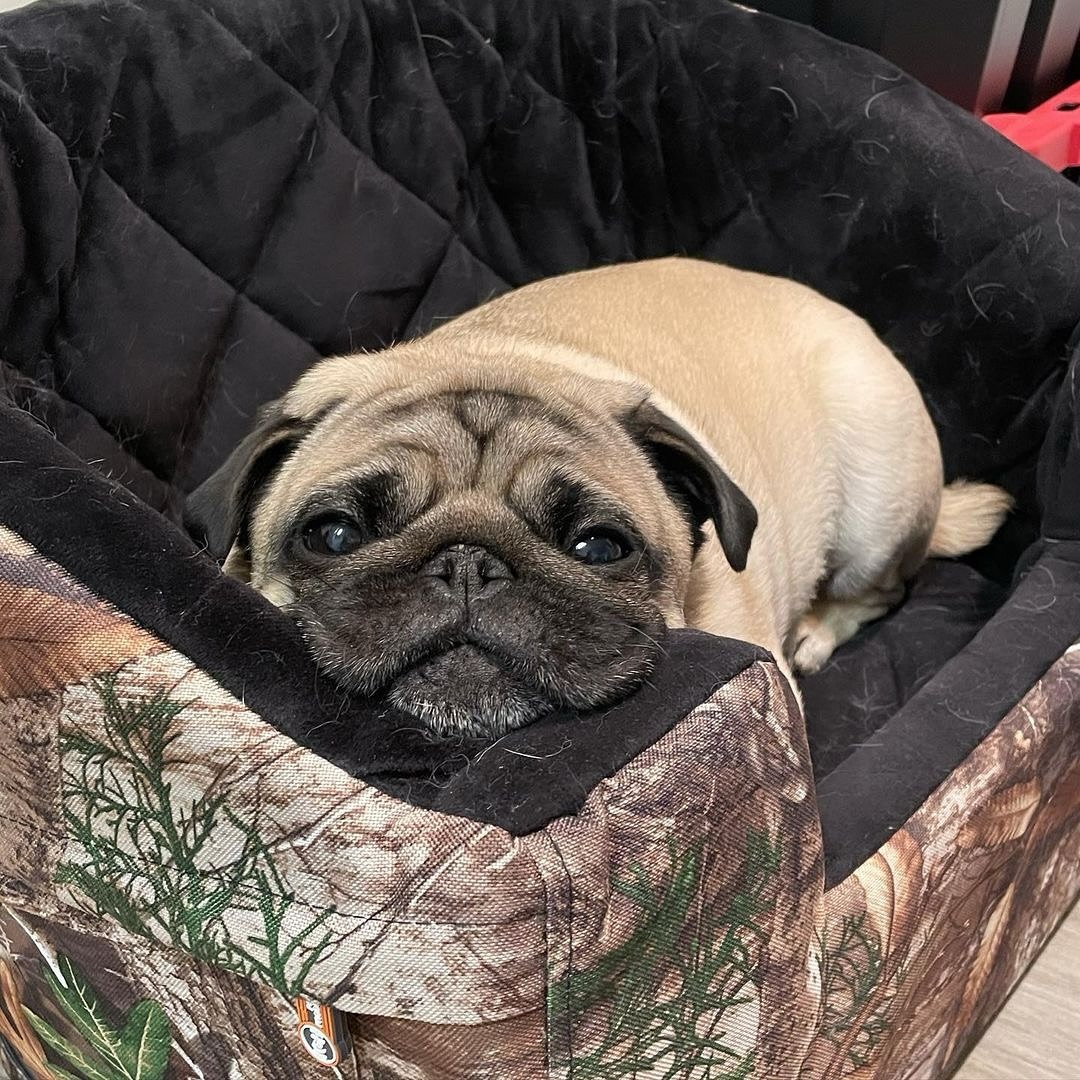 Staying comfy while observing kitchen activity 🤓

#pug #cutepug #funnypug #snugglepug #pugs #mops #carlin #puglife #puglove #pugdog  #squishyface #cute #cutedog #funnydog